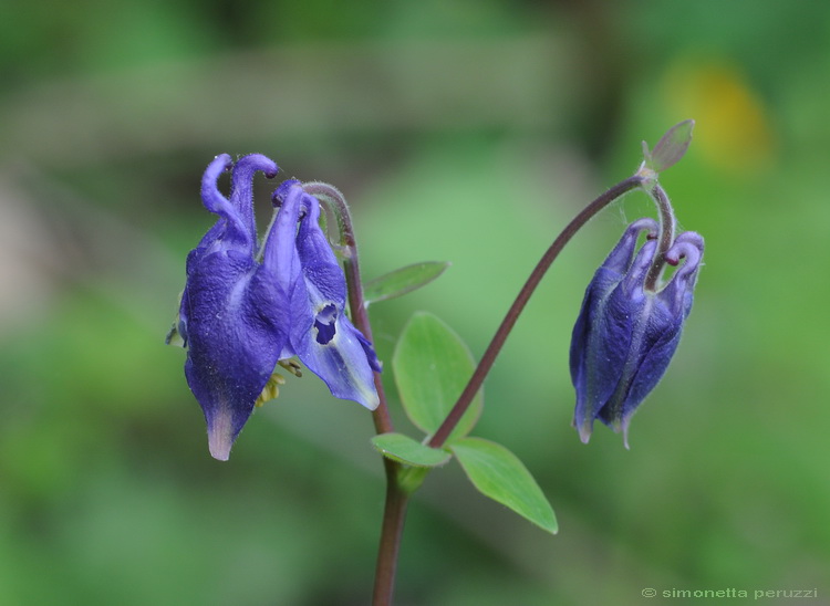 Aquilegia vulgaris / Aquilegia comune